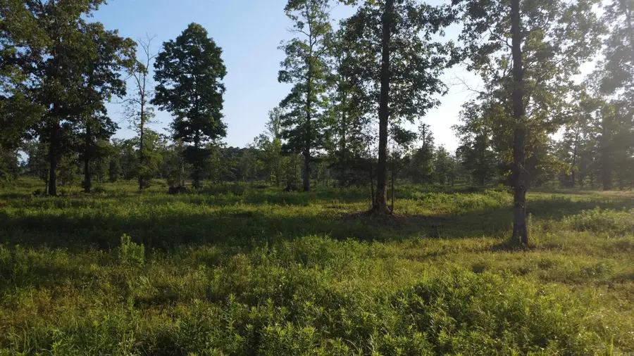 Tract 08 TBD Whittington Homestead, Story, AR 71970 - #3