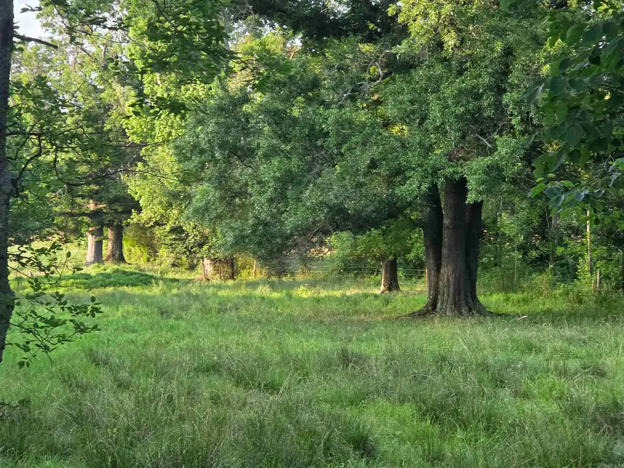 Xxx Calico Road, Royal, AR 71968 - #2