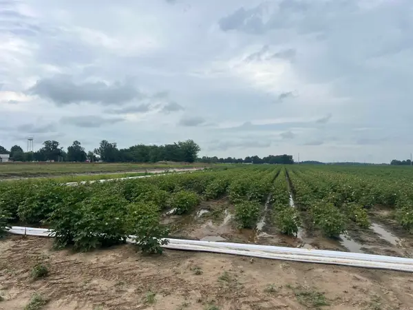 0 Clay 312 Road, McDougal, AR 72441