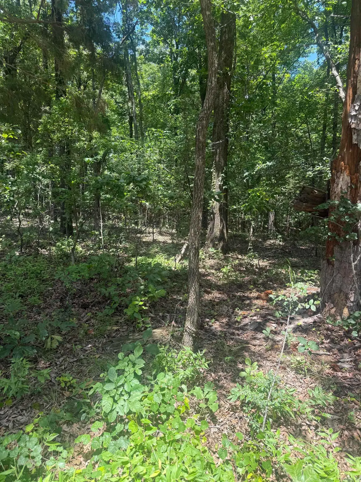 Greene 715, Paragould, AR 72450 - #1