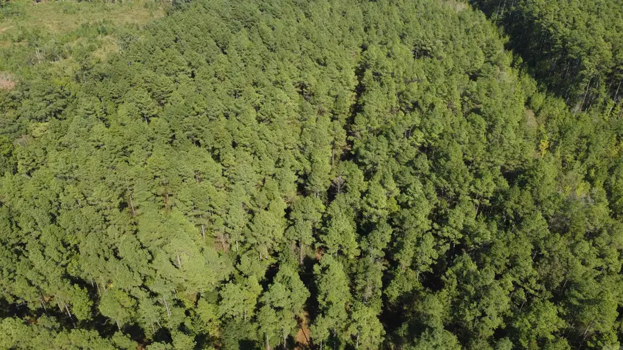 000 County Road 458 Road, Warren, AR 71671 - #2