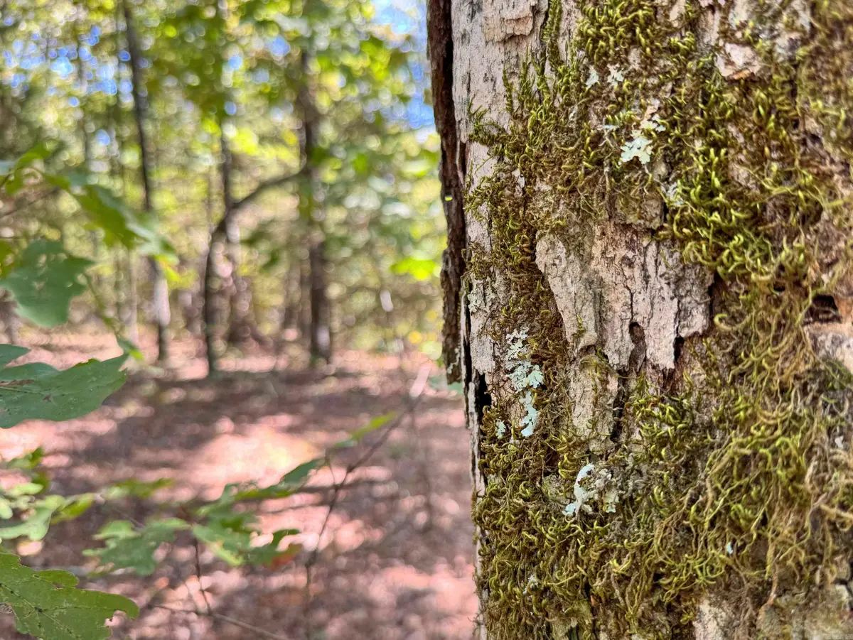 1600 Pole Ranch Road, Shirley, AR 72153 - #1