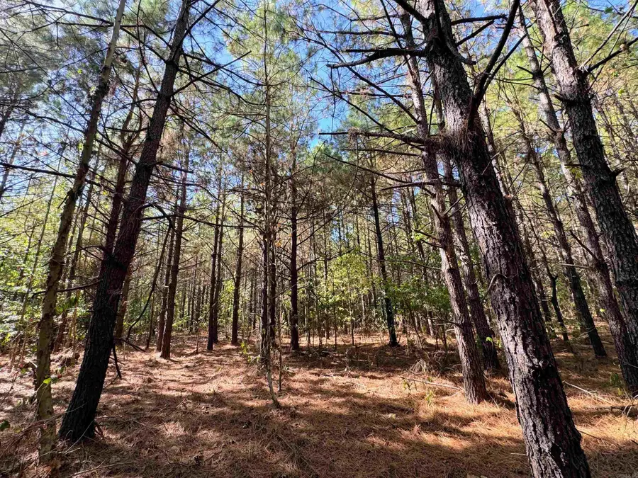 TBD 38 Acres Dallas 429, Carthage, AR 71725 - #2