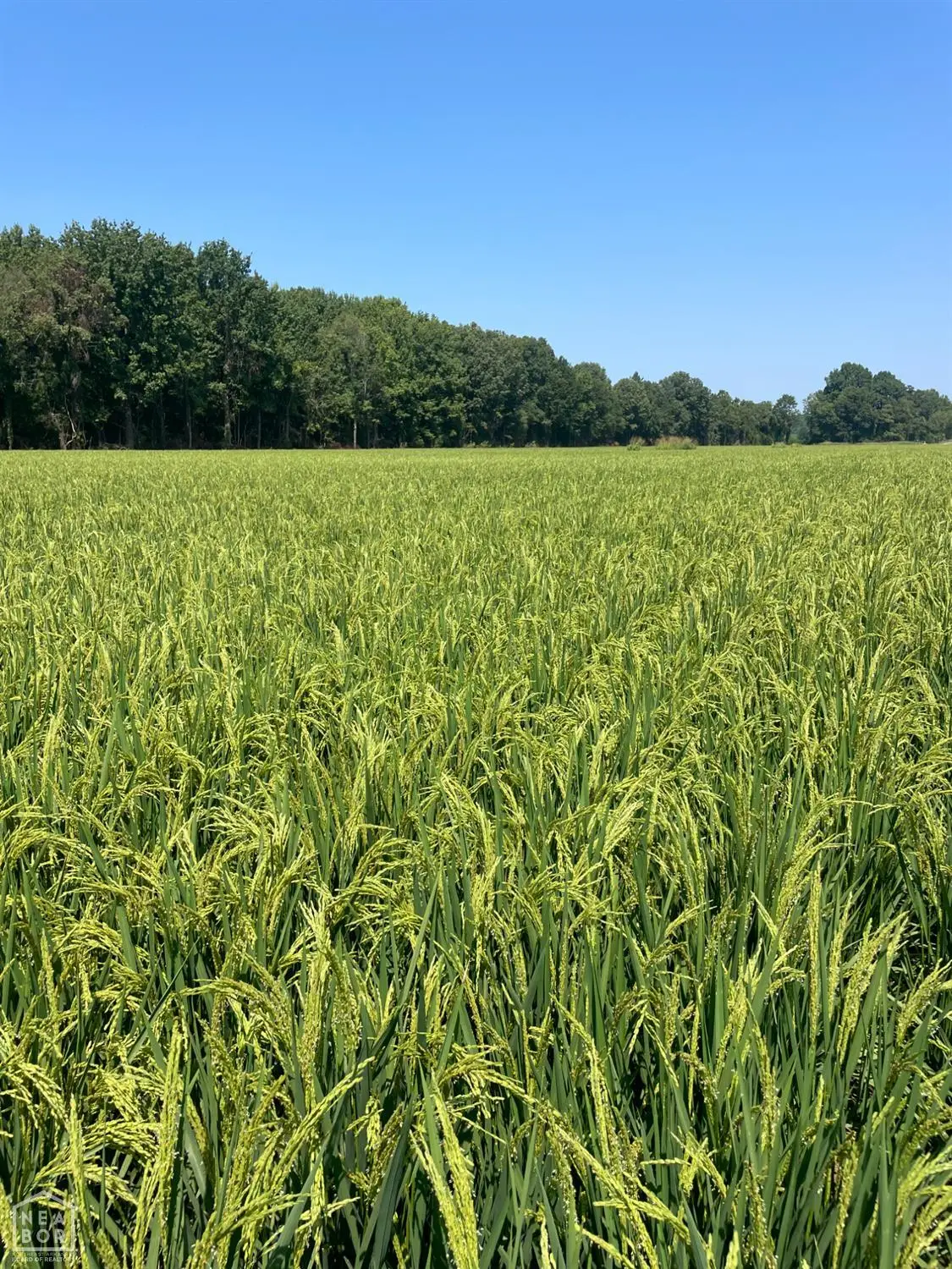 801 Cr 324, Jonesboro, AR 72401 - Image #1