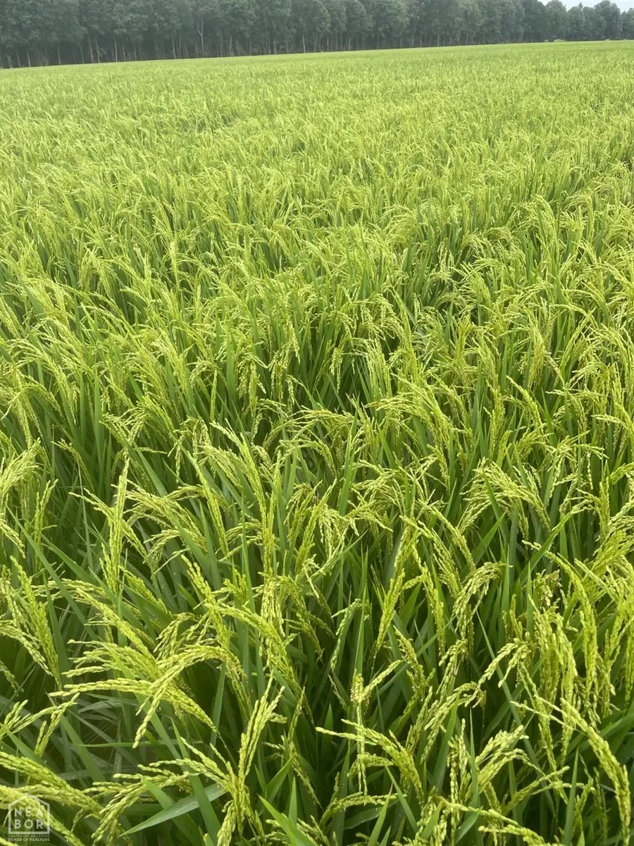 801 Cr 324, Jonesboro, AR 72401 - Image #3