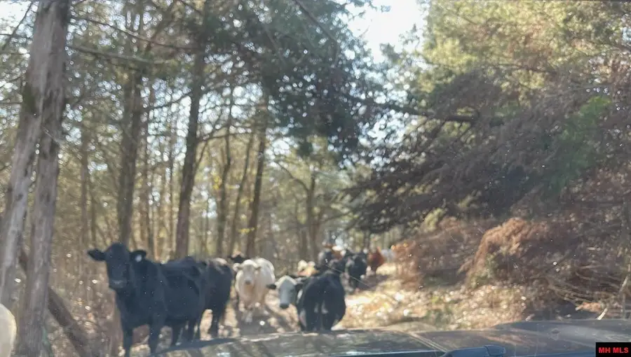 170614000000008 HWY 160, Gainesville, MO 65655 - Image #3