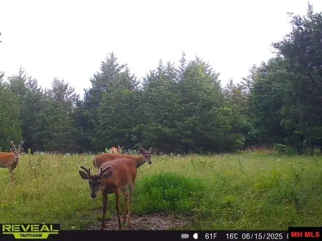 160736000000005 STATE HWY W, Piney, MO 65484 - Image #2