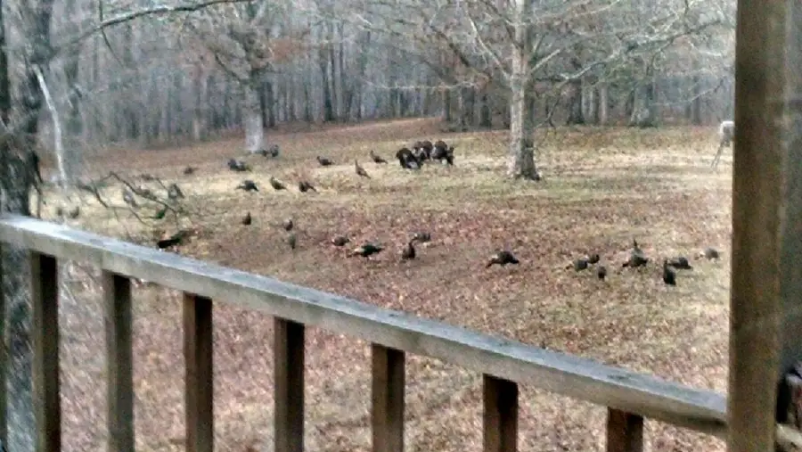 970 Madison 4451, Saint Paul, AR 72760 - Image #3