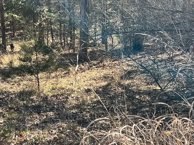 15 Horseshoe Drive, Holiday Island, AR 72631 - Image #3