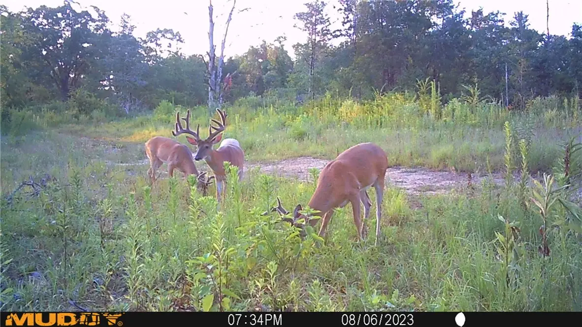 000 Hwy 41, Cecil, AR 72930 - Image #1