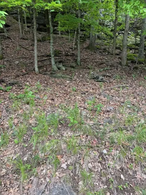 Dogwood Drive, Garfield, AR 72732 - Image #3