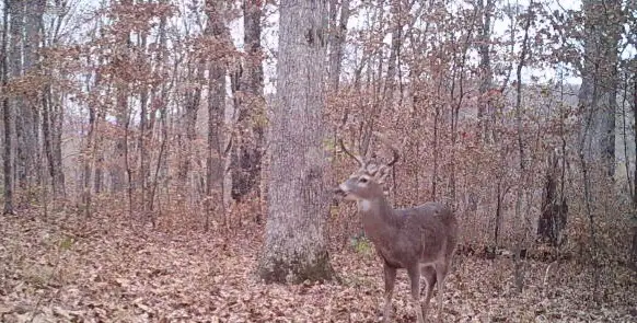 000 Fs 1548, Pettigrew, AR 72752 - Image #3