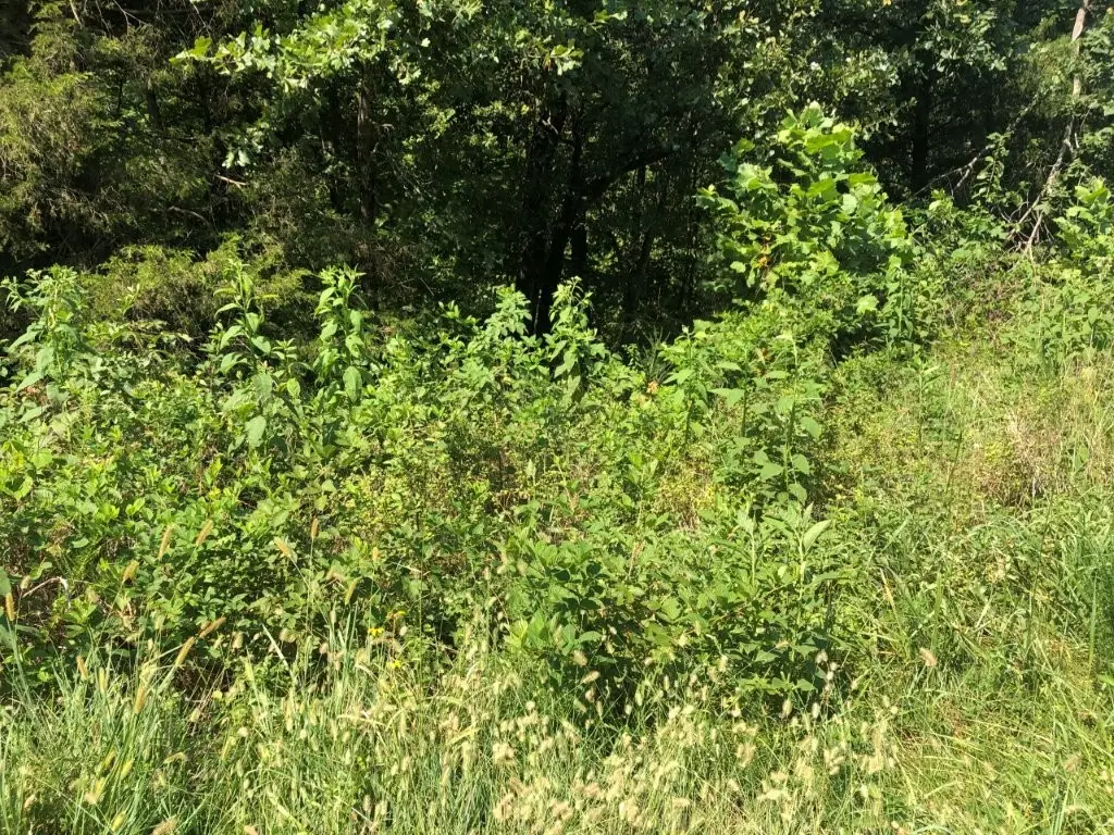 Lot 19 Lockhart Lane, Bella Vista, AR 72715 - #1