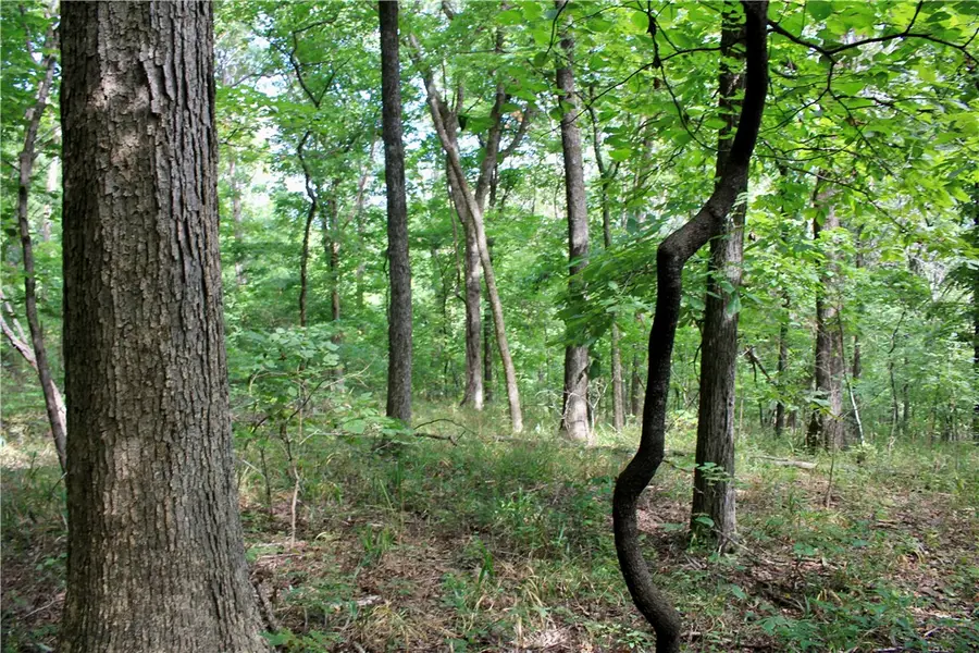 20988 Chimney Field Road, Winslow, AR 72959 - #3