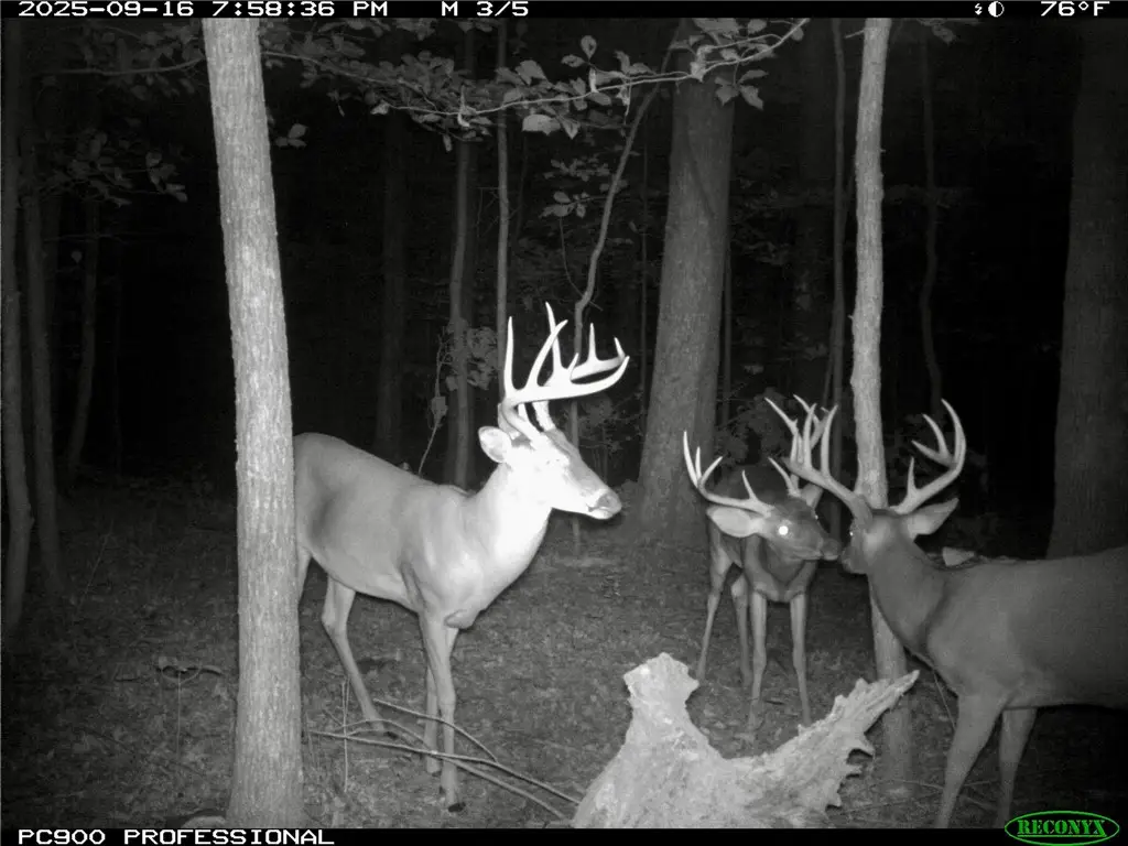 TBD Hwy 16, Saint Paul, AR 72760 - Image #1