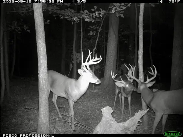 TBD Hwy 16, St Paul, AR 72760