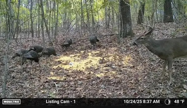 0000 County Road 6061, Flippin, AR 72634