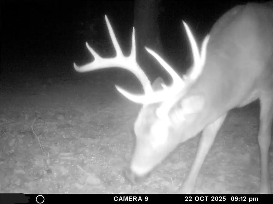 001 Madison 3105, Pettigrew, AR 72752 - Image #3