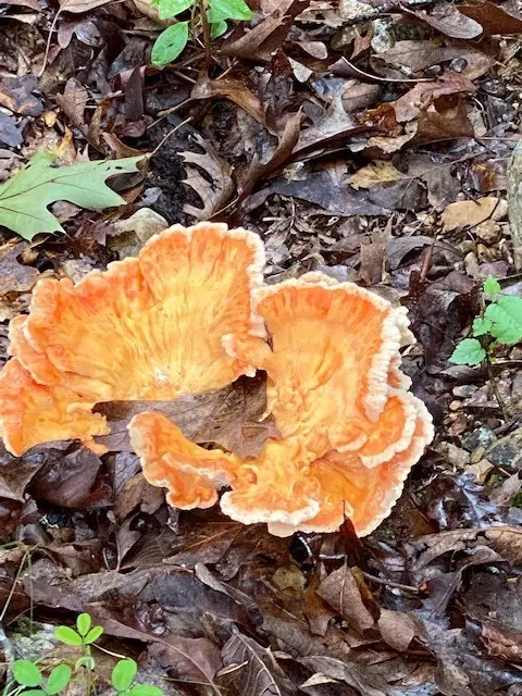 Lot 5 Lakeview Drive, Bull Shoals, AR 72619 - Image #3