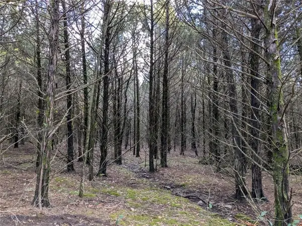 Pine Tree, Prairie Grove, AR 72758