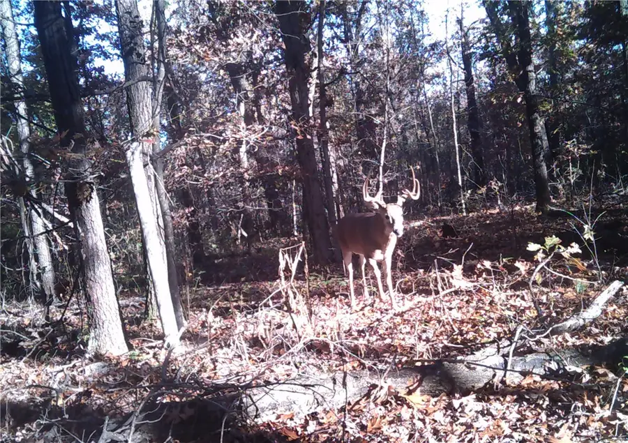 10932 Georgia Flat Road, Gravette, AR 72736 - Image #2