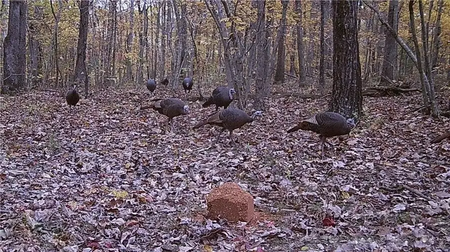 Madison 3345, Witter, AR 72776 - Image #2