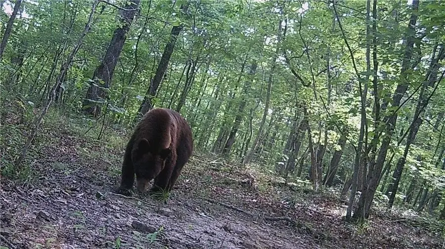 Madison 3345, Witter, AR 72776 - Image #3