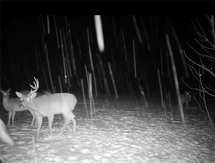 352 Baughman Loop, Hattieville, AR 72063 - Image #3