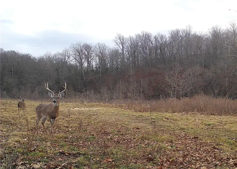 103 N Ar 103, Green Forest, AR 72638 - #2