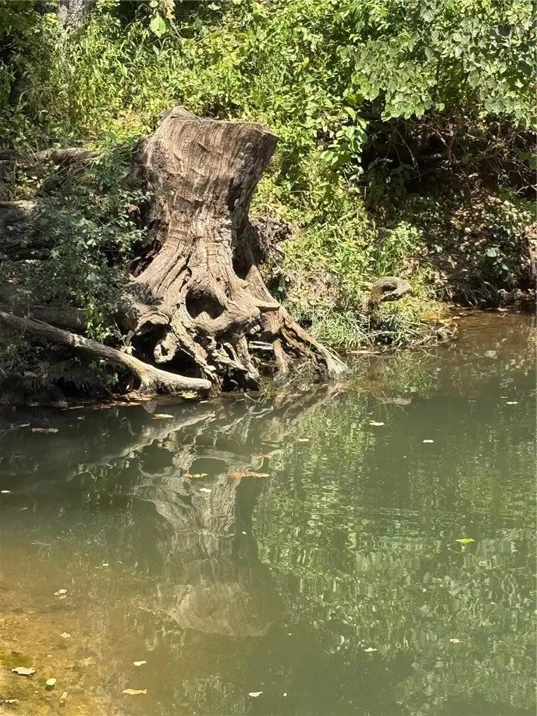 Off Cedar Grove Road, Lead Hill, AR 72644 - #3