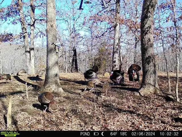 3285 Madison Cr 3205, Pettigrew, AR 72752 - #2