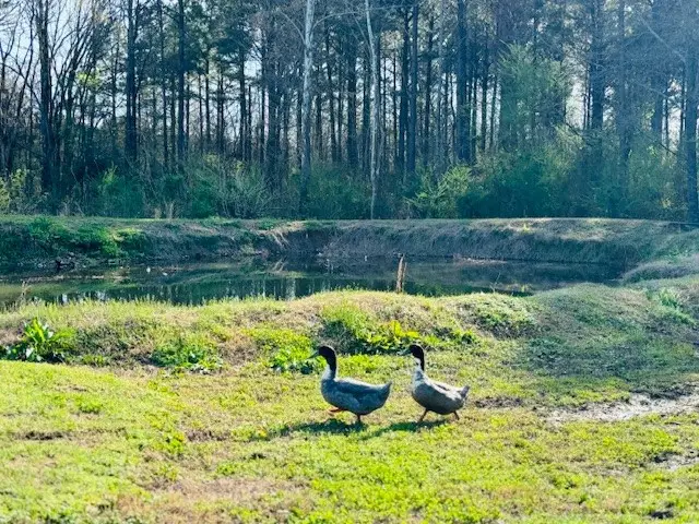 10740 Alpha Road, Dardanelle, AR 72834 - #3