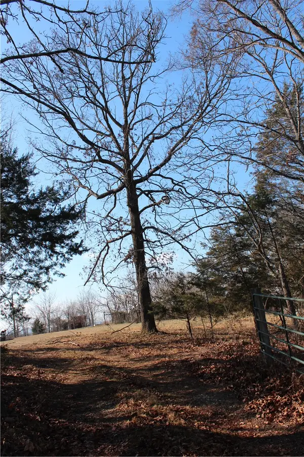 Fallen Tree, Marshall, AR 72650