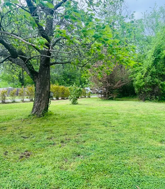 162 Maple Avenue, West Fork, AR 72774 - #3