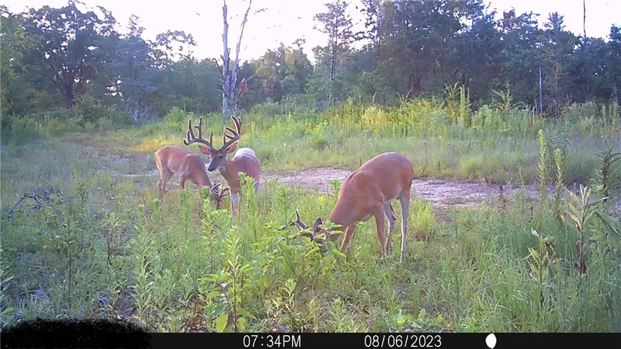 TBD Hwy 41, Cecil, AR 72930 - #2