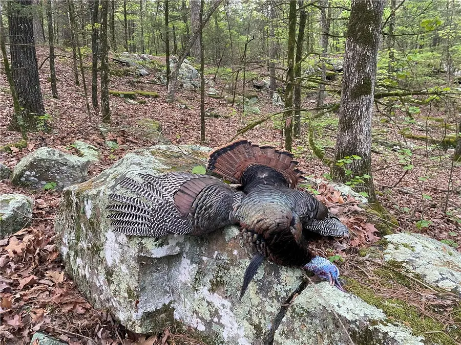 TBD Hwy 41, Cecil, AR 72930 - #3