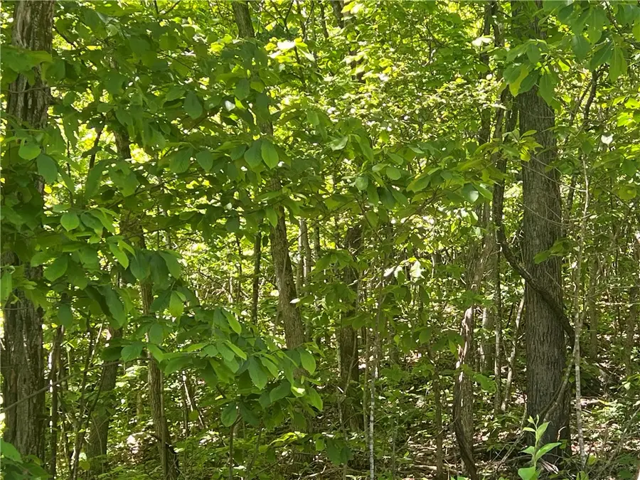 Terrapin Road, Harrison, AR 72601 - #3
