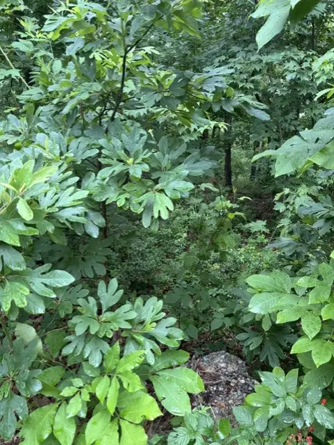Lot 14 Epping Drive, Bella Vista, AR 72714 - #2