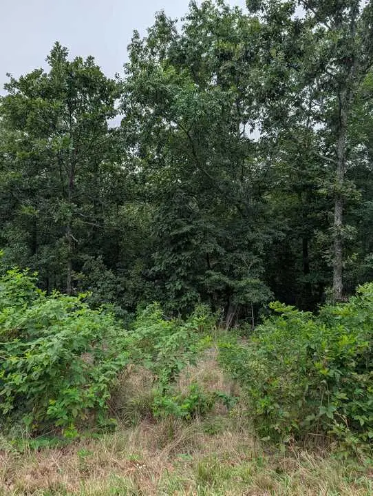 Selkirk Drive, Bella Vista, AR 72715 - #1