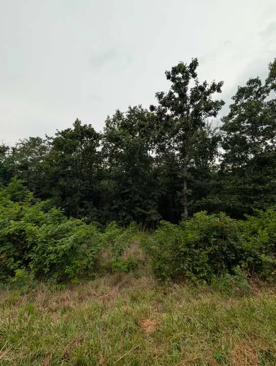 Selkirk Drive, Bella Vista, AR 72715 - #3