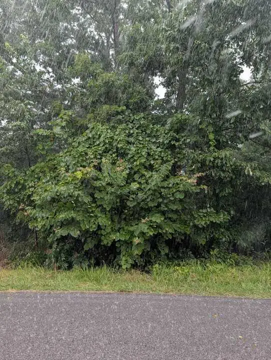 Duns Lane, Bella Vista, AR 72715 - #2