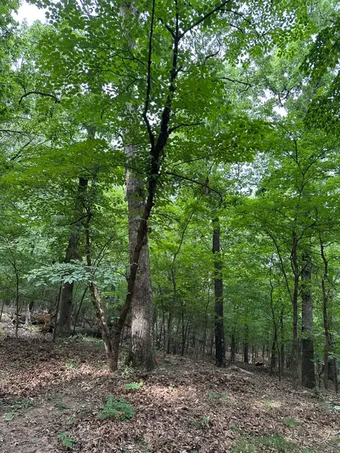 14315 Blue Mountain Road, Prairie Grove, AR 72753 - #2