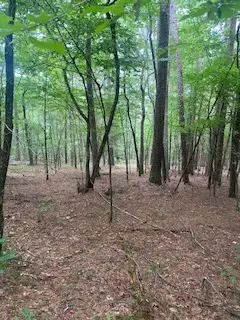 Tbd Cr 5211, Oark, AR 72852