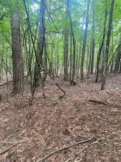Tbd Cr 5211, Oark, AR 72852 - #2