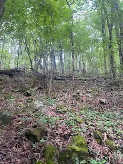 Tbd Cr 5211, Oark, AR 72852 - #3
