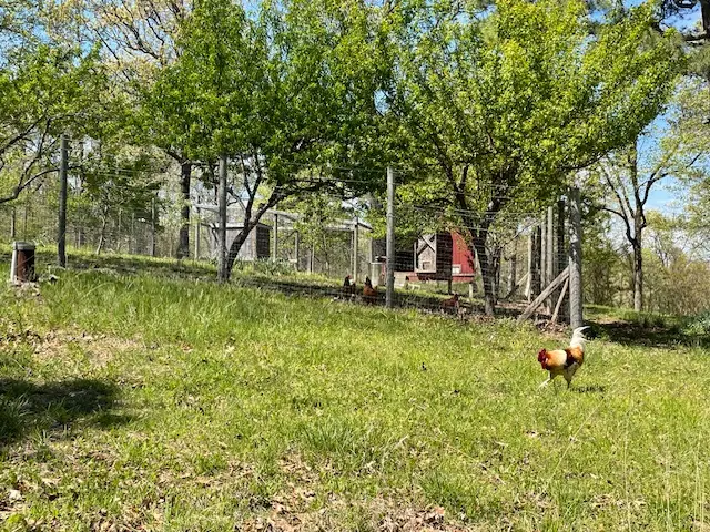 121 Mc 3005, Yellville, AR 72687 - #2