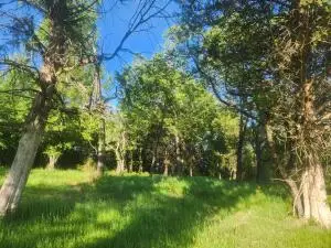 Tract 3 Castleberry Lane, Lamar, AR 72846 - Image #2