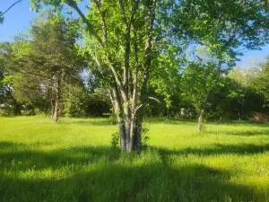 Tract 4 Castleberry Lane, Lamar, AR 72846 - Image #2