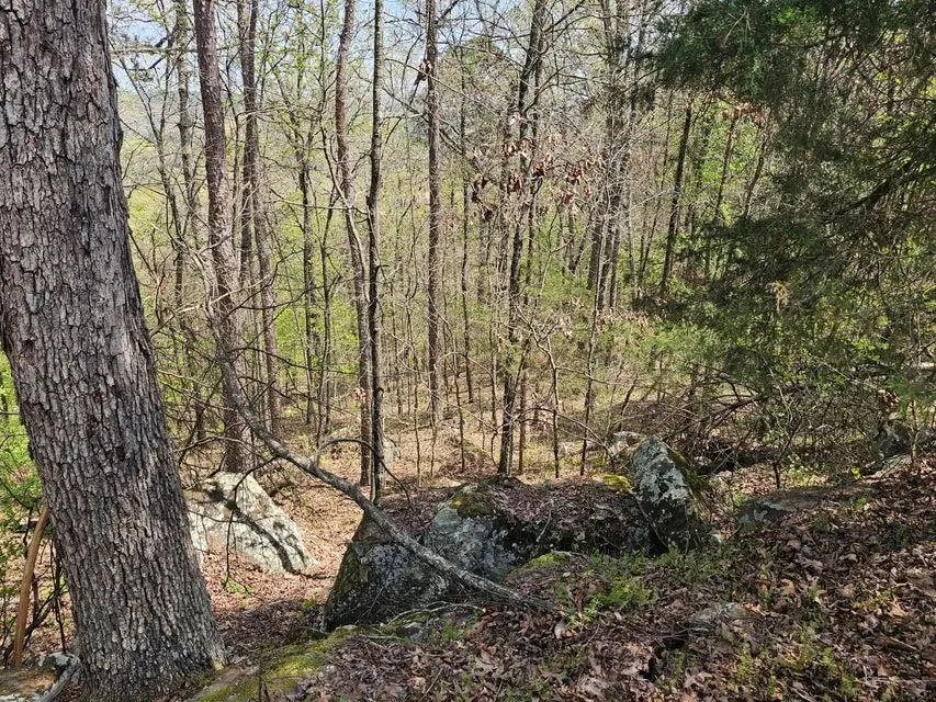 W Chimney Rock Road West, London, AR 72847 - Image #2