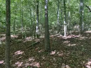 Nc 7540, Deer, AR 72628 - Image #2